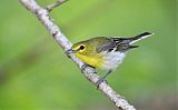 Yellow-throated Vireoborder=